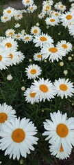 Fototapeta premium chmomile flowers