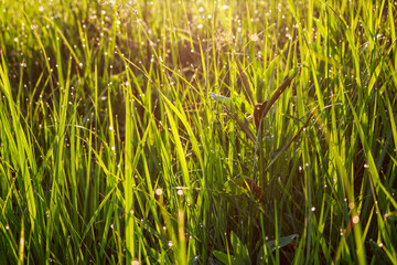 Juicy green grass in drops of dew on a sunny morning