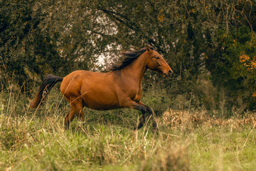 Fototapeta premium A young bay brown Lusitano stallion running happily across an autumnal meadow outdoors