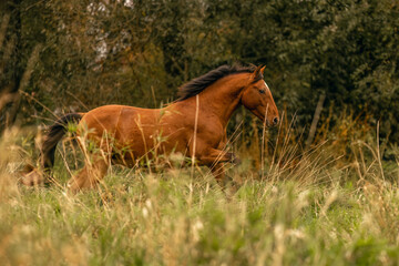 A young bay brown Lusitano stallion running happily across an autumnal meadow outdoors