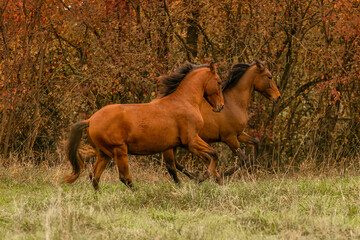 A young bay brown Lusitano stallion running happily across an autumnal meadow outdoors
