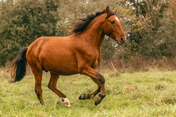 Fototapeta premium A young bay brown Lusitano stallion running happily across an autumnal meadow outdoors