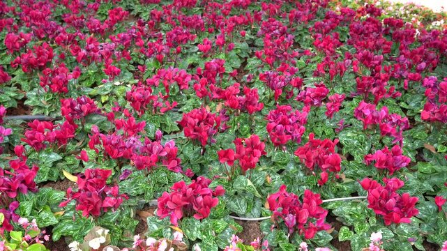 Close-up of bright pink and white cyclamen flowers. Garden in winter. Cyclamen flowering plants.