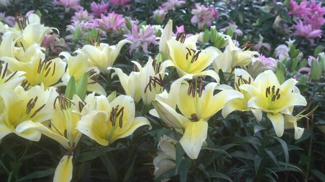 white lily garden Beautiful garden lily with white petals floral wallpaper lilies on the green background