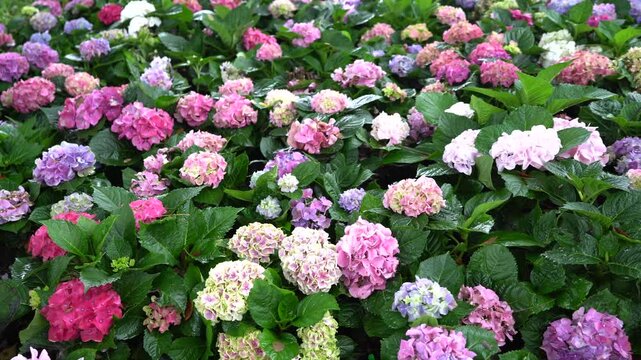 Hydrangea flower garden with green leaves background