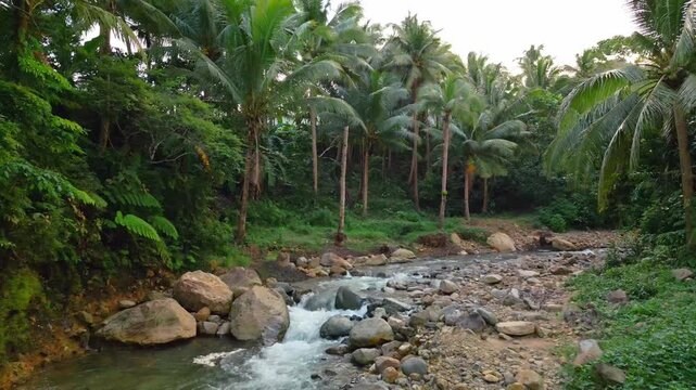 Push In Tropical Palm Trees and River