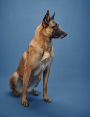 A Belgian Malinois standing tall against a vibrant blue background, its muscular build and upright ears exuding confidence. The dog's focused gaze and tan coat emphasize its strength and elegance.