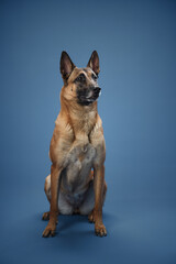 A Belgian Malinois dog seated confidently against a blue background, its tan fur and erect ears creating a strong visual impact. 