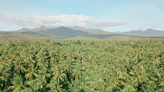 Palm Tree Forest in Philippines