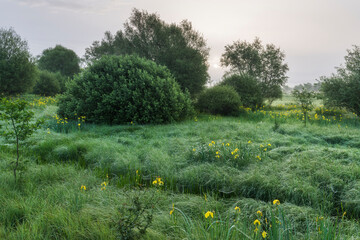 Schwertlilien und Weiden bei Nikšić, Montenegro © Rainer Mirau