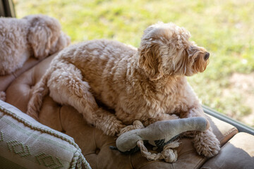 Goldendoodle Mini. Looking Out the Window