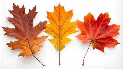 Obraz premium A vibrant display of autumn leaves, showcasing a range of colors from deep red to golden yellow, capturing the essence of the fall season.