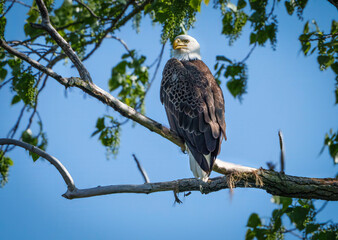 Amazing Bald Eagle perched high in a tree overlooking nest. At a lake in Fishers, Indiana, Summer. 