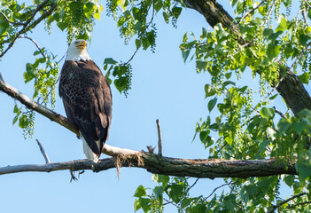 Amazing Bald Eagle perched high in a tree overlooking nest. At a lake in Fishers, Indiana, Summer. 