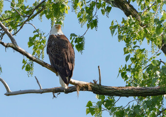 Amazing Bald Eagle perched high in a tree overlooking nest. At a lake in Fishers, Indiana, Summer. 