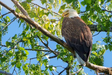 Amazing Bald Eagle perched high in a tree overlooking nest. At a lake in Fishers, Indiana, Summer. 