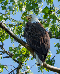 Amazing Bald Eagle perched high in a tree overlooking nest. At a lake in Fishers, Indiana, Summer. 