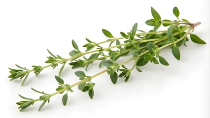 A fresh sprig of thyme with small, green leaves. The sprig is isolated on a white background.

