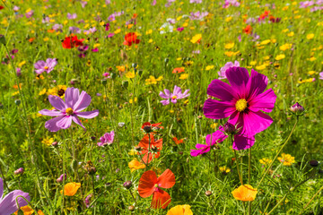 blühende Sommerwiese im Süden von Schweden