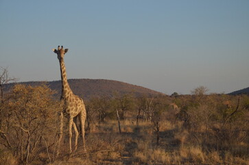 A solitary giraffe stands gracefully in the African savanna, surrounded by sparse, dry trees. Its tall, elegant figure contrasts with the arid environment