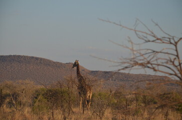 A solitary giraffe stands gracefully in the African savanna, surrounded by sparse, dry trees. Its tall, elegant figure contrasts with the arid environment
