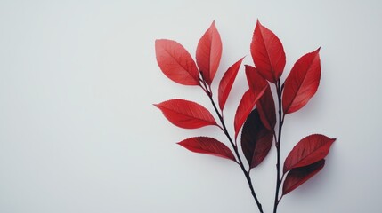 A branch of red leaves on a white background