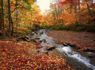 Colorful autumn leaves with a flowing forest stream.