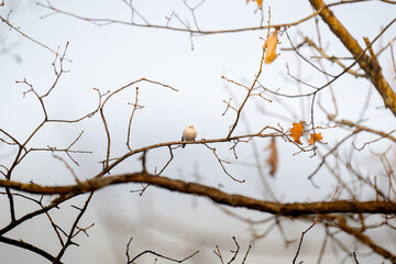 Long-Tailed Tit Perched on Bare Winter Branches - Nature's Stillness