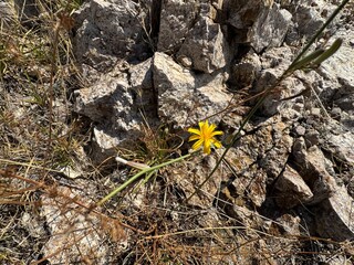 Chondrilla juncea yellow flower. Selective focus. Rush skeleton grass, gum sucker, devil's grass and naked grass. Chondrilla juncea (Blackbird) gum is used in traditional medicine. Close-up.
