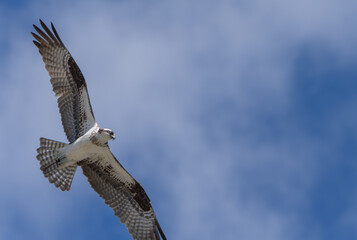 Osprey (Pandion Haliaetus) Circling the sky over the ocean in search of fish. Lost Colony of...