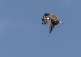 Osprey (Pandion Haliaetus) Circling the sky over the ocean in search of fish. Lost Colony of Roanoke, North Carolina. Summer. 