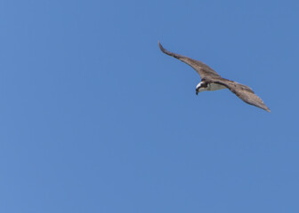 Osprey (Pandion Haliaetus) Circling the sky over the ocean in search of fish. Lost Colony of Roanoke, North Carolina. Summer. 