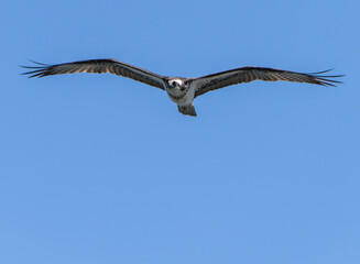 Osprey (Pandion Haliaetus) Circling the sky over the ocean in search of fish. Lost Colony of Roanoke, North Carolina. Summer. 