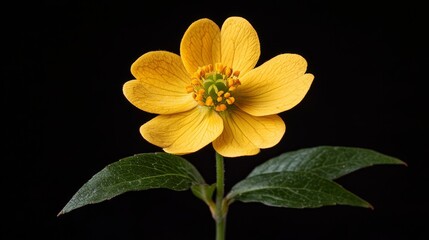 Fototapeta premium A single yellow flower with green leaves on a black background