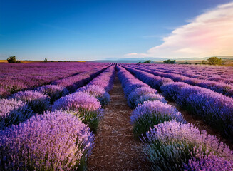 Fototapeta premium A lavender field in full bloom under a bright blue sky.