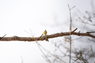 Vibrant Blue Tit Perched on Bare Winter Branch - Minimalist Nature Scene