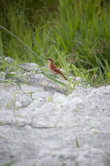 O joão-de-barro é uma ave passeriforme da família Furnariidae. Furnarius rufus