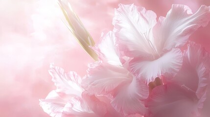 A close up of a pink flower on a pink background