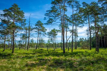 Walking trip through old trees in the bigest natural moor, Wurzacher Ried, South Germany