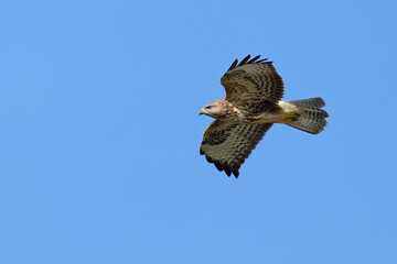 Mäusebussard im Flug