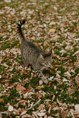 Tabby Cat outdoor walking in grass and leaves