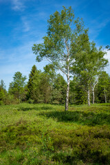 Walking trip through the bigest natural moor, Wurzacher Ried, South Germany