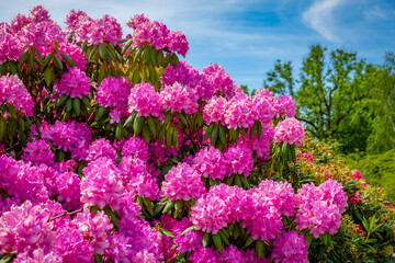 Obraz premium Wonderful rhododendron bushes in a park in the small town Bad Wurzach in South Germany