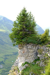 Baum auf Felsvorsprung