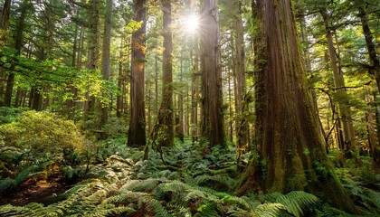 Licht und Schatten: Sonnenstrahlen durch das grüne Blätterdach