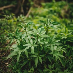 Fototapeta premium Wild peony in garden.