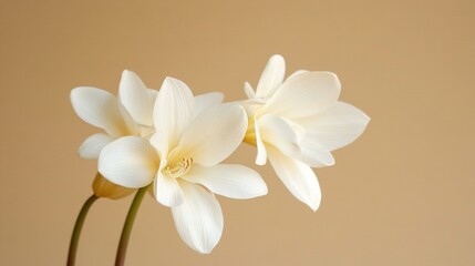 Obraz premium Two white flowers in a vase against a light brown background