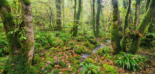 Wald nahe der Cuisance Quelle, Les Planches-prés-Arbois, Jura, Frankreich