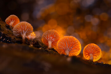 Glowing mushrooms with backlight. Dark nature background.