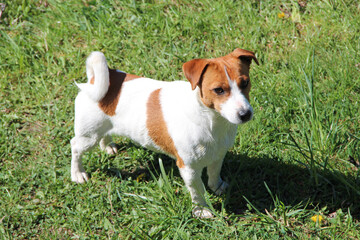 Purebred Jack Russel Terrier dog outdoors on sunny summer day. Dog portrait